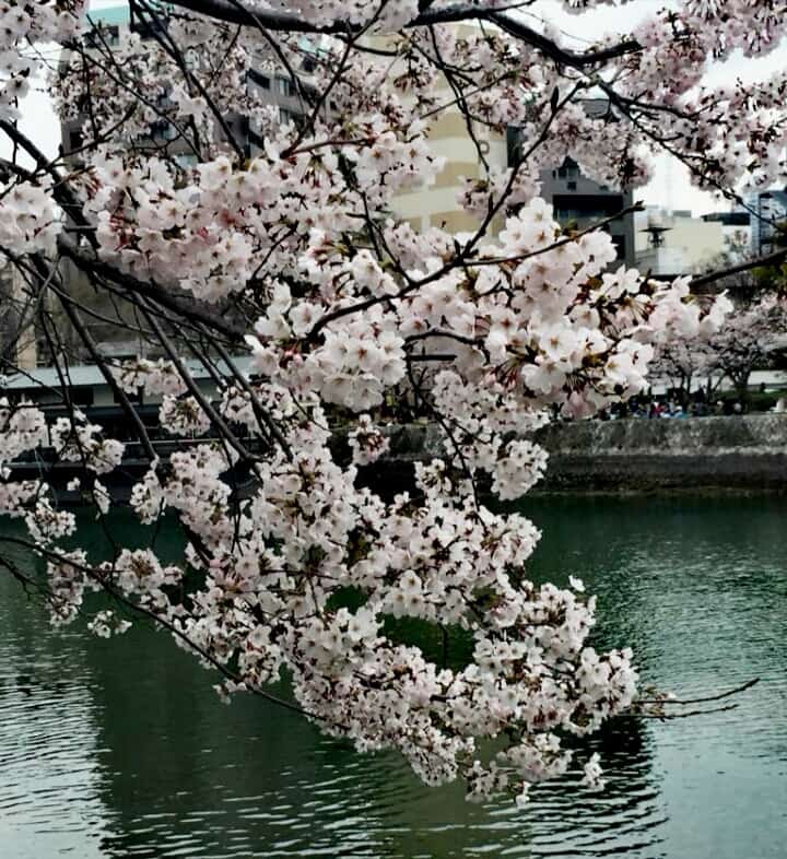 Sakura in fiore
